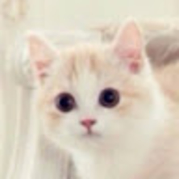 Meet your Posher, Mai - Picture 1 of 1